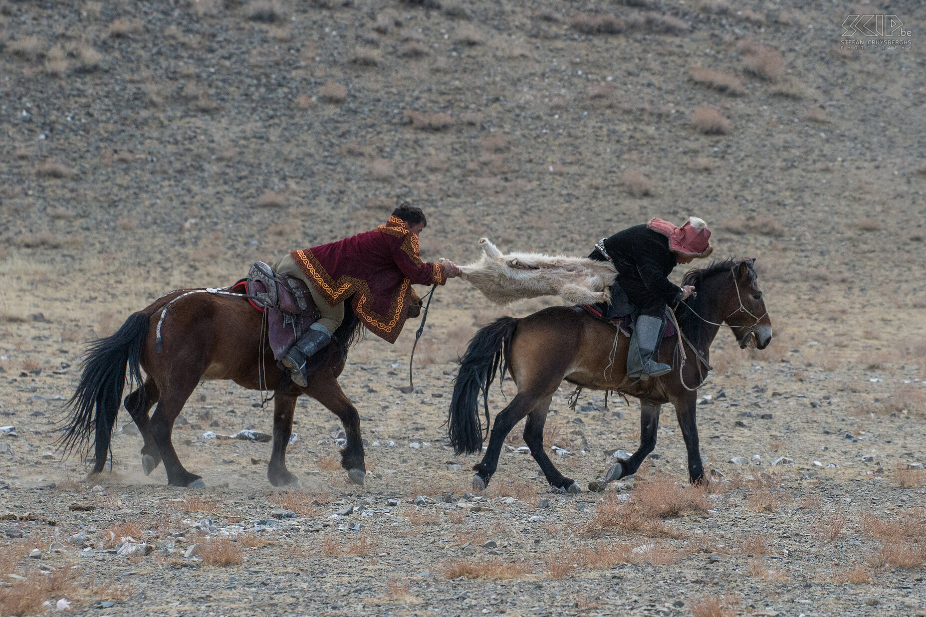 Ulgii - Golden Eagle Festival - Kukhbar De meest spectaculaire wedstrijd met opgehitste ruiters was het 'kukhbar'/'kokpar' spel. Het is een soort touwtrekken met een schapenkarkas te paard. Schaaptrekken dus en degene die het schaap kan veroveren wint de wedstrijd. Stefan Cruysberghs